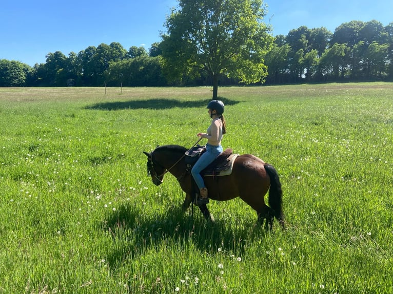 Huzule Mix Wallach 7 Jahre 143 cm Brauner in Münster