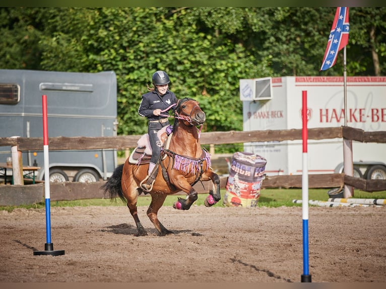 Huzule Mix Wallach 7 Jahre 143 cm Brauner in Münster