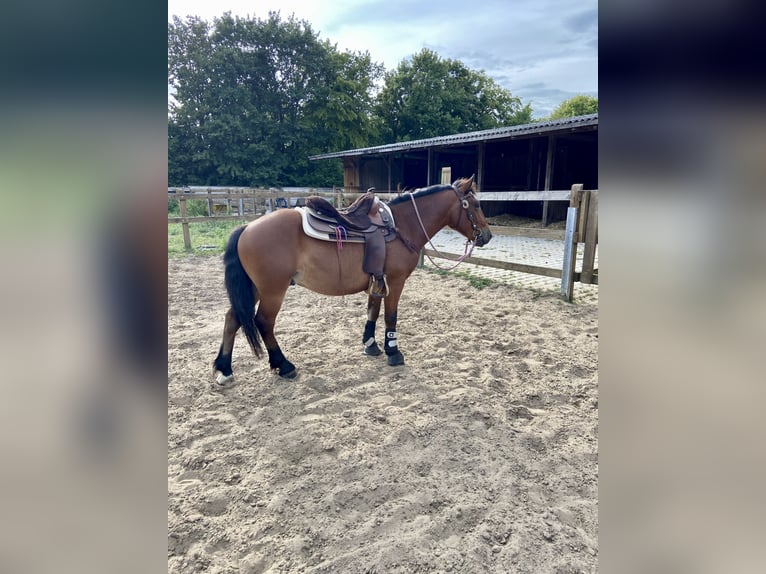 Huzule Mix Wallach 7 Jahre 143 cm Brauner in Münster