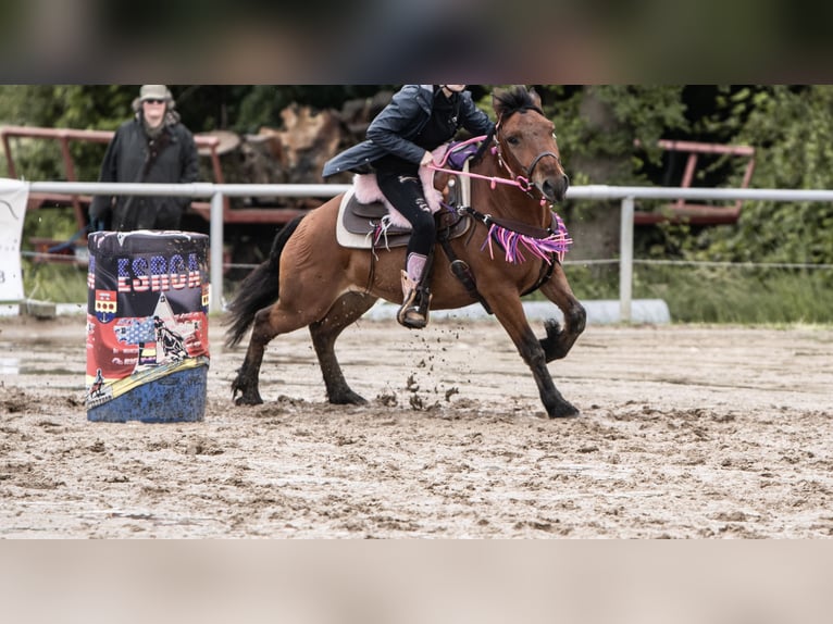Huzule Mix Wallach 7 Jahre 143 cm Brauner in Münster