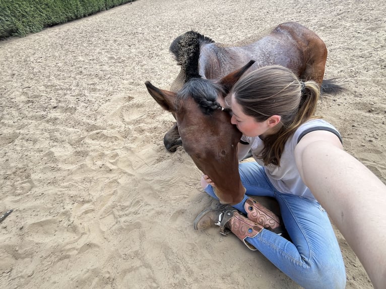 Huzule Mix Wallach 7 Jahre 143 cm Brauner in Münster