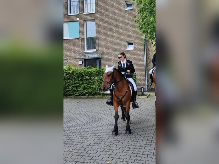 Huzule Mix Wallach 7 Jahre 143 cm Brauner in Münster