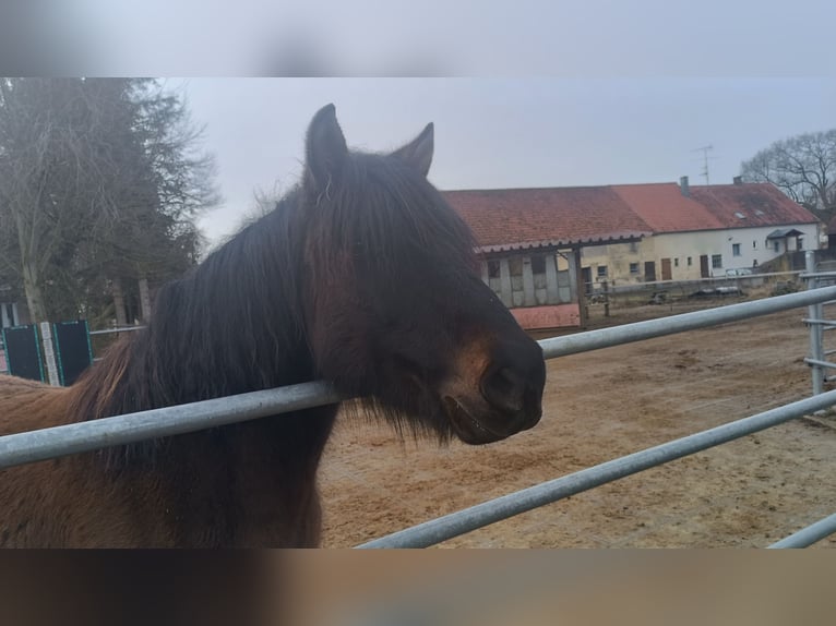 Huzule Wallach 7 Jahre 145 cm Dunkelbrauner in Mertingen
