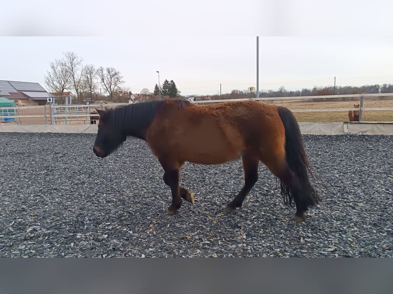 Huzule Wallach 7 Jahre 145 cm Dunkelbrauner in Mertingen