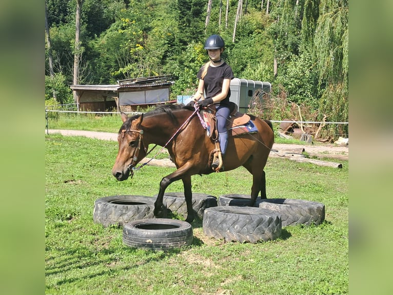 Huzule Wallach 7 Jahre 147 cm Brauner in Bayerbach