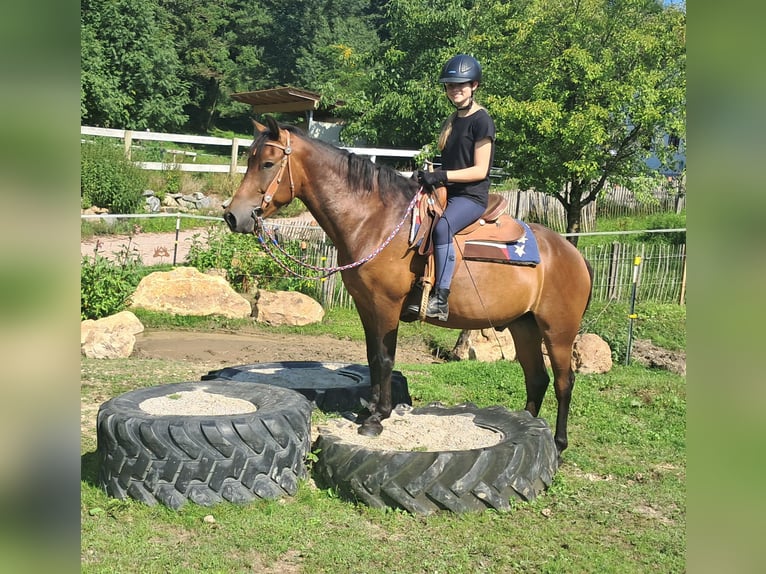 Huzule Wallach 7 Jahre 147 cm Brauner in Bayerbach