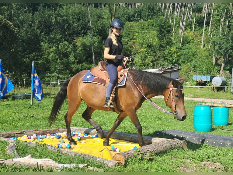Huzule Wallach 7 Jahre 147 cm Brauner in Bayerbach