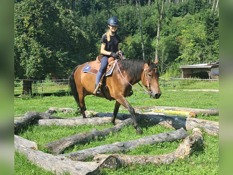Huzule Wallach 7 Jahre 147 cm Brauner in Bayerbach