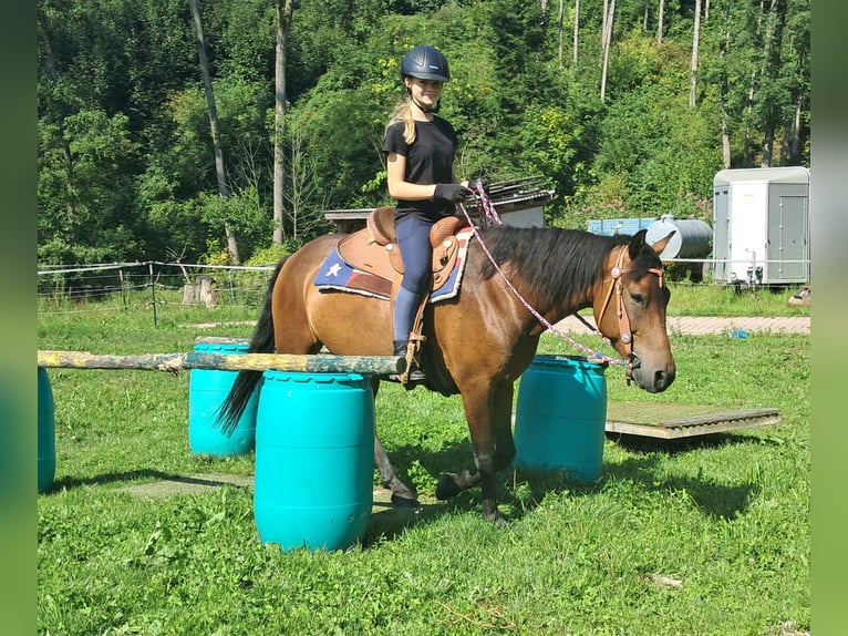 Huzule Wallach 7 Jahre 147 cm Brauner in Bayerbach