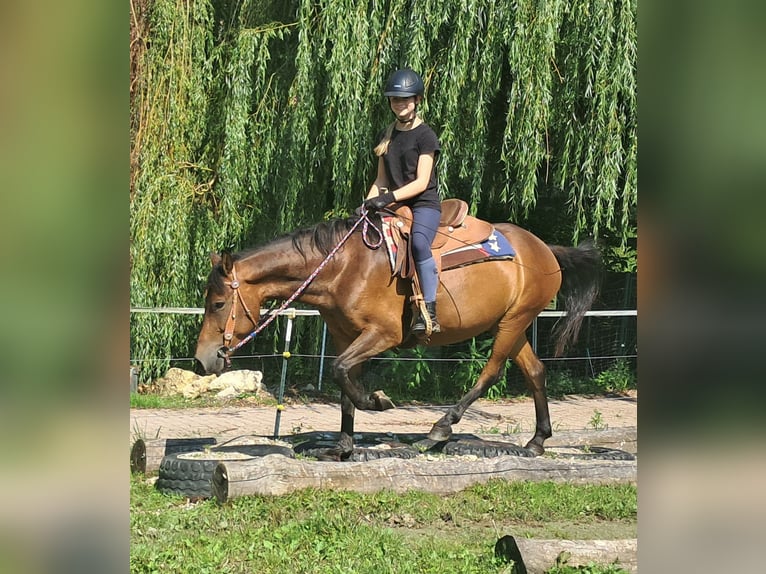 Huzule Wallach 7 Jahre 147 cm Brauner in Bayerbach