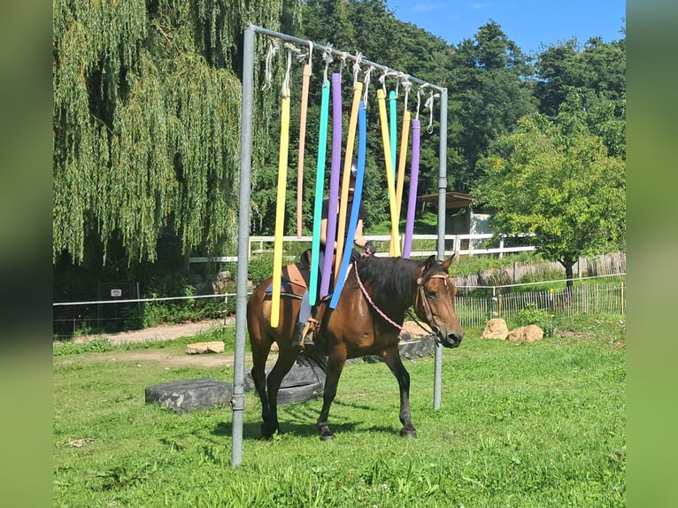 Huzule Wallach 7 Jahre 147 cm Brauner in Bayerbach
