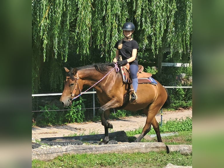 Huzule Wallach 7 Jahre 147 cm Brauner in Bayerbach