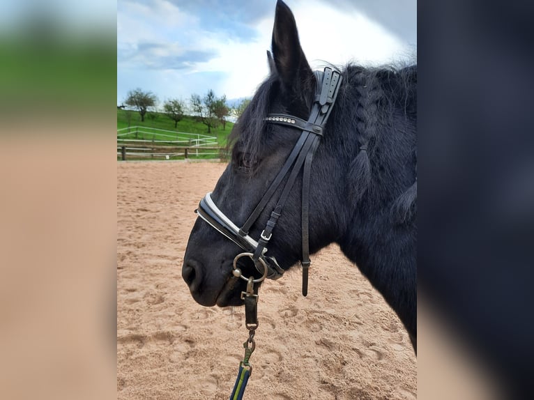 Huzule Wallach 8 Jahre 130 cm Rappe in RemshaldenRemshalden