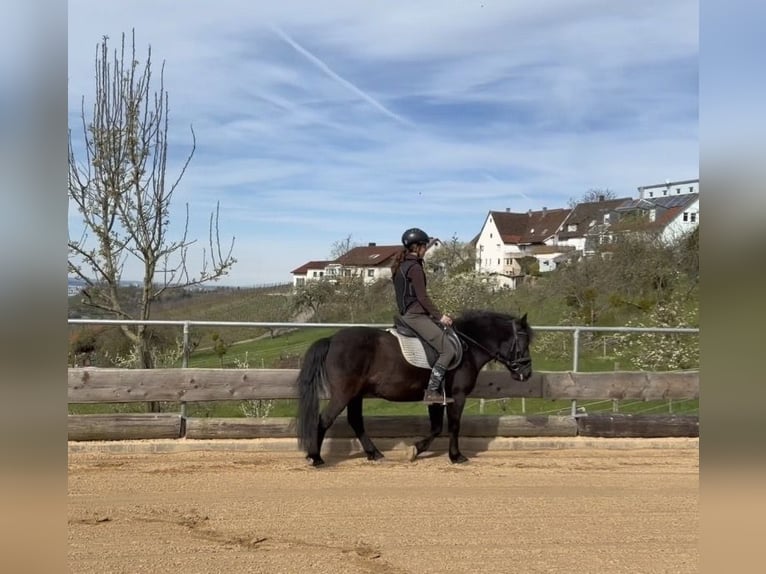 Huzule Wallach 8 Jahre 130 cm Rappe in RemshaldenRemshalden