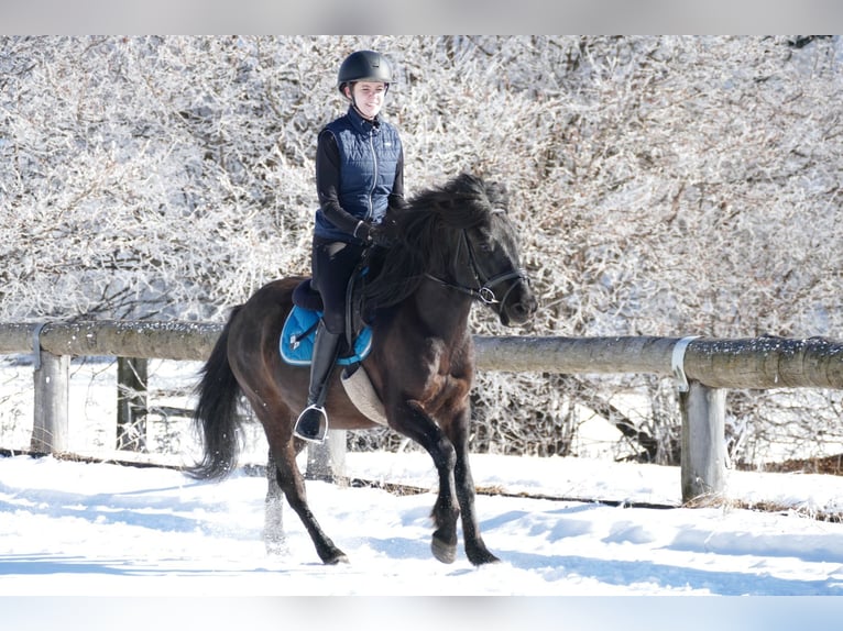 Huzule Wallach 8 Jahre 143 cm Falbe in Ramsau