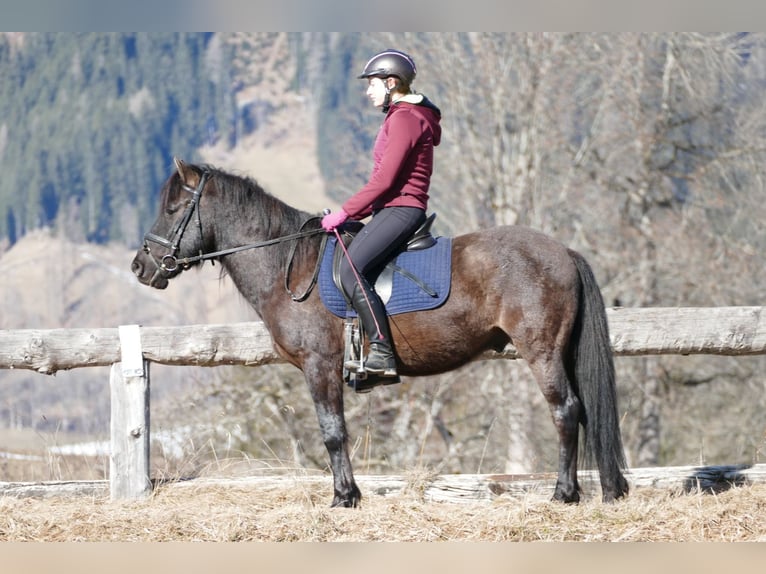 Huzule Wallach 8 Jahre 143 cm Falbe in Ramsau