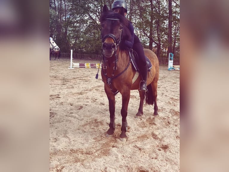 Huzule Wallach 8 Jahre 146 cm Brauner in Schwabach