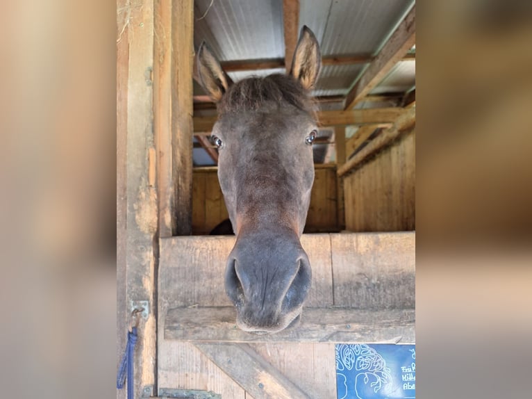 Huzule Wallach 8 Jahre 147 cm Schwarzbrauner in Vasoldsberg