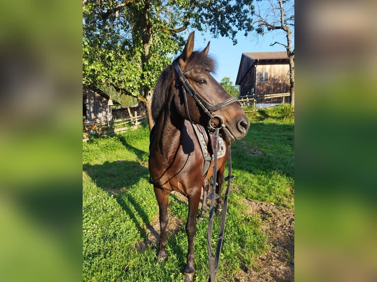 Huzule Wallach 8 Jahre 147 cm Schwarzbrauner in Vasoldsberg
