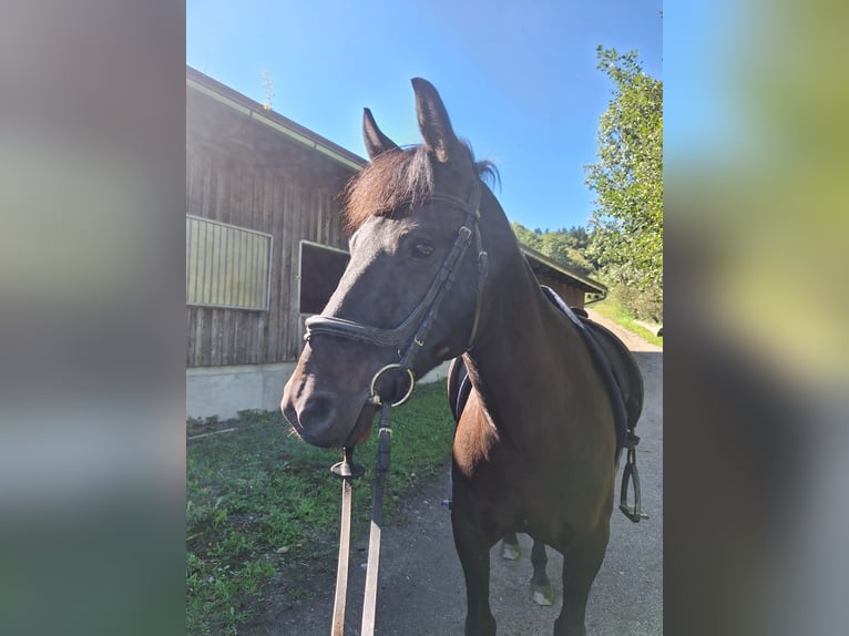 Huzule Wallach 8 Jahre 147 cm Schwarzbrauner in Vasoldsberg