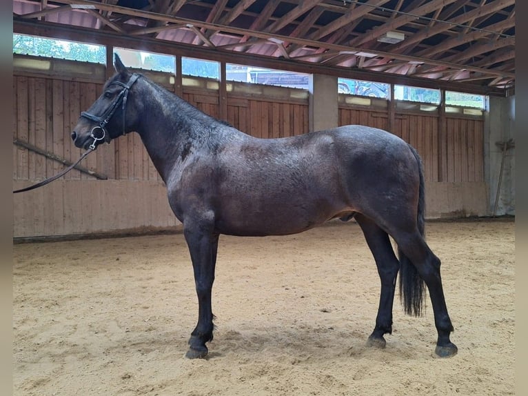 Huzule Wallach 8 Jahre 147 cm Schwarzbrauner in Vasoldsberg