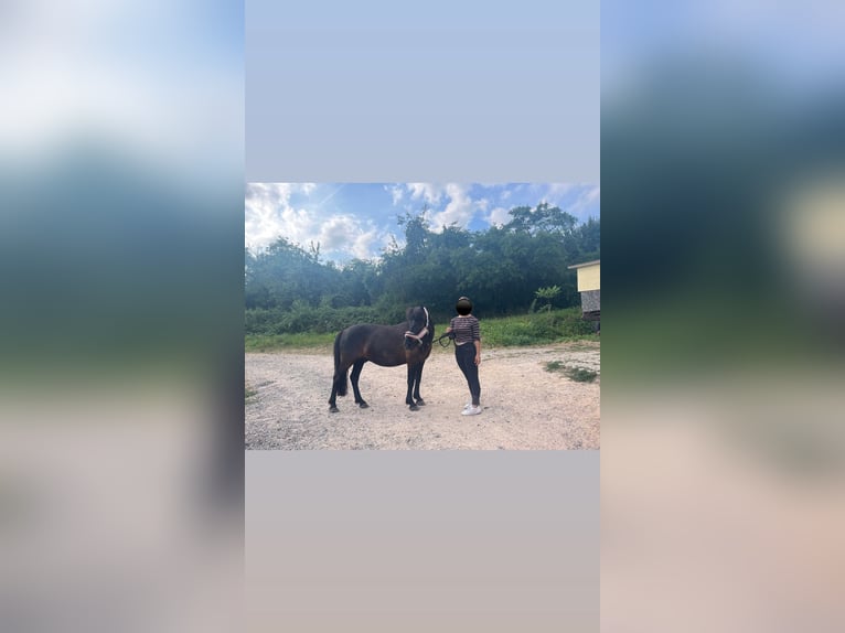 Huzule Mix Wallach 9 Jahre 140 cm Schwarzbrauner in Groß-Umstadt