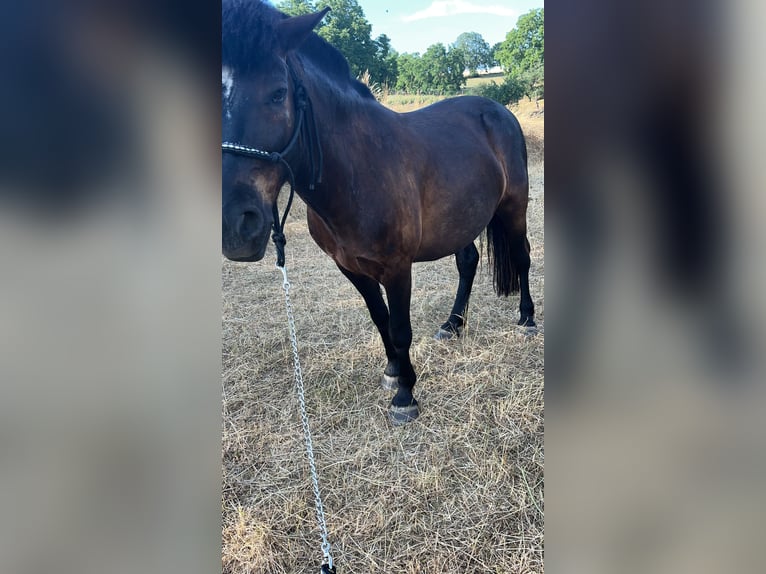 Huzule Mix Wallach 9 Jahre 140 cm Schwarzbrauner in Groß-Umstadt