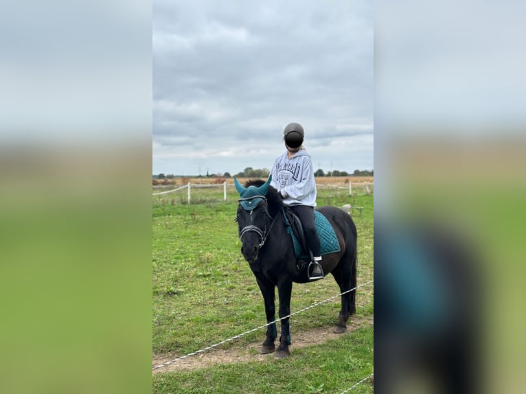 Huzule Mix Wallach 9 Jahre 140 cm Schwarzbrauner in Groß-Umstadt