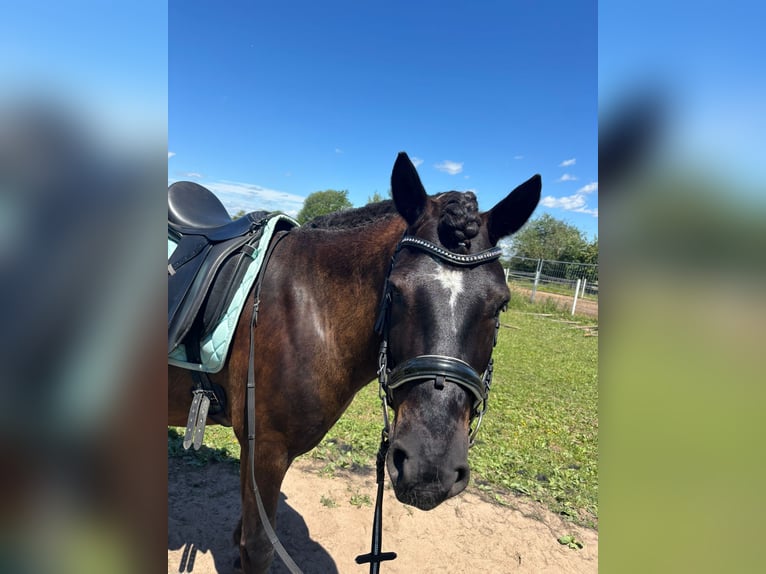 Huzule Mix Wallach 9 Jahre 140 cm Schwarzbrauner in Groß-Umstadt