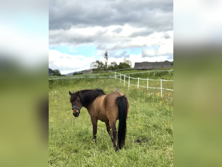 Huzule Wallach 9 Jahre 143 cm Falbe in Sankt Margarethen im Lungau