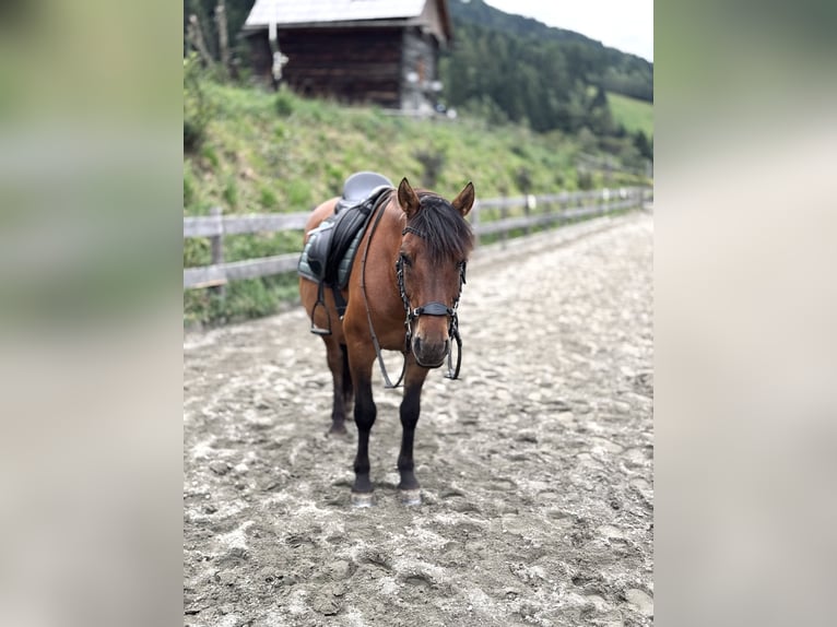 Huzule Wallach 9 Jahre 143 cm Falbe in Sankt Margarethen im Lungau