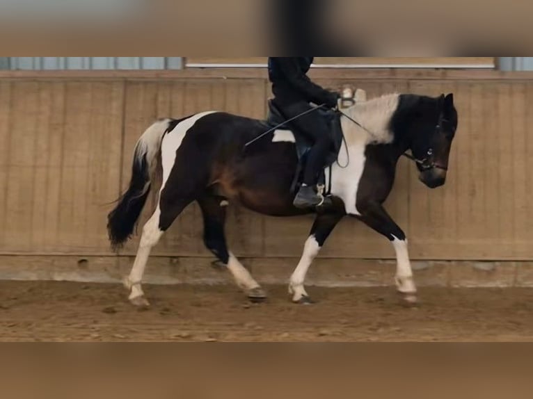 Huzule Wallach 9 Jahre 144 cm Schecke in Ranstadt