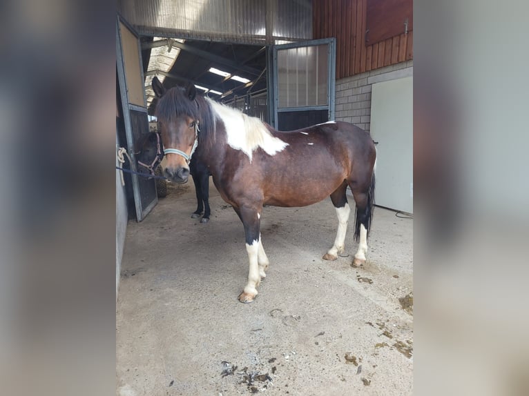 Huzule Wallach 9 Jahre 144 cm Schecke in Ranstadt