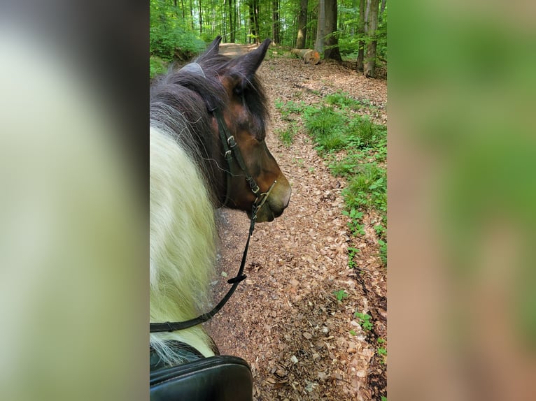 Huzule Wallach 9 Jahre 144 cm Schecke in Ranstadt