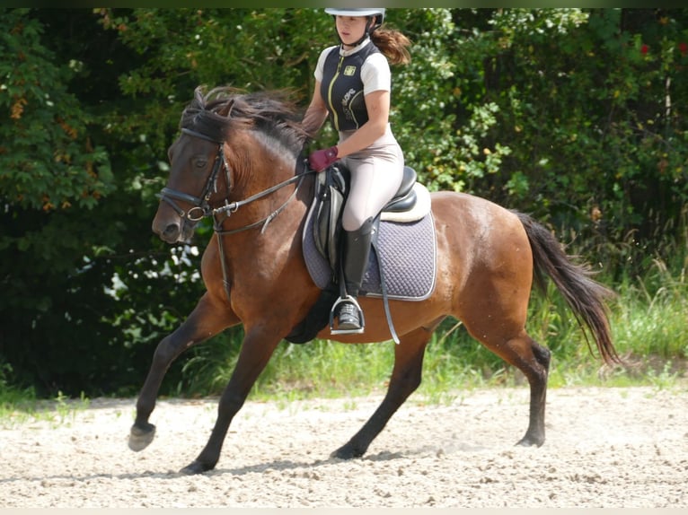 Huzule Wallach 9 Jahre 145 cm Falbe in Ramsau