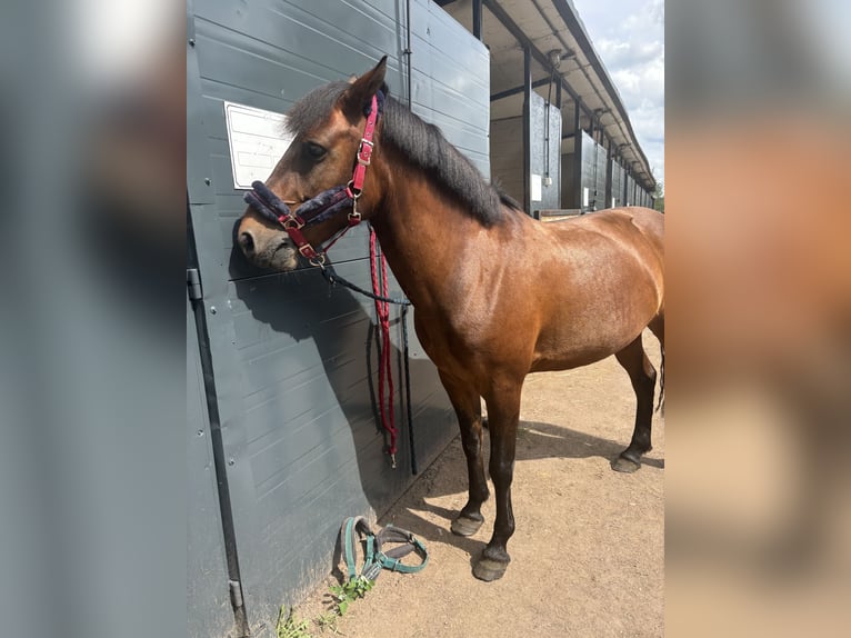 Huzule Wallach 9 Jahre 145 cm Rotbrauner in Katowice