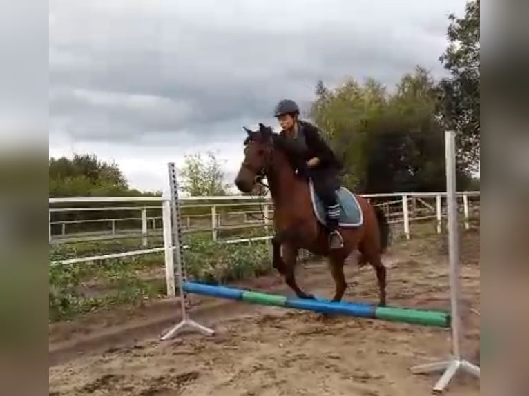 Huzule Wallach 9 Jahre 145 cm Rotbrauner in Katowice