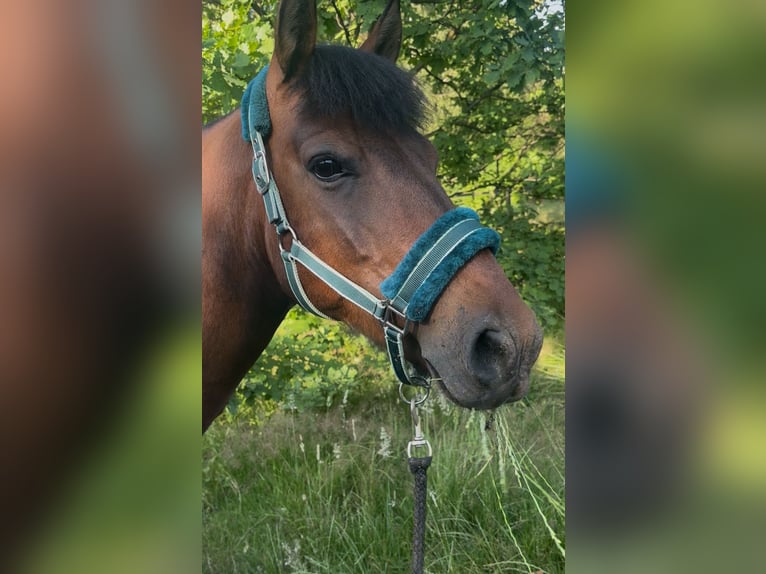 Huzule Wallach 9 Jahre 145 cm Rotbrauner in Katowice