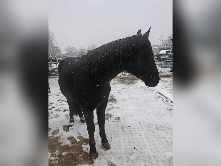 Huzule Mix Wallach 9 Jahre 147 cm Rappe in Schönau an der Triesting