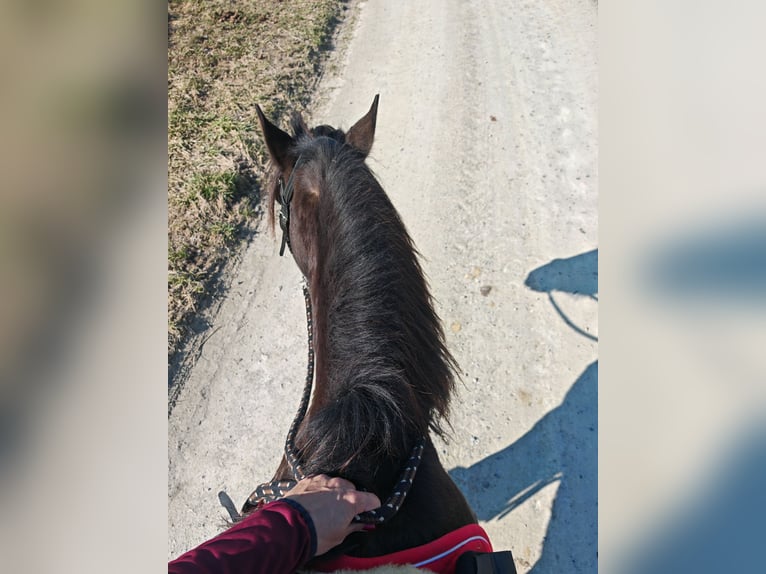 Huzule Mix Wallach 9 Jahre 147 cm Rappe in Schönau an der Triesting