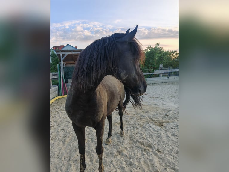 Huzule Mix Wallach 9 Jahre 147 cm Rappe in Schönau an der Triesting