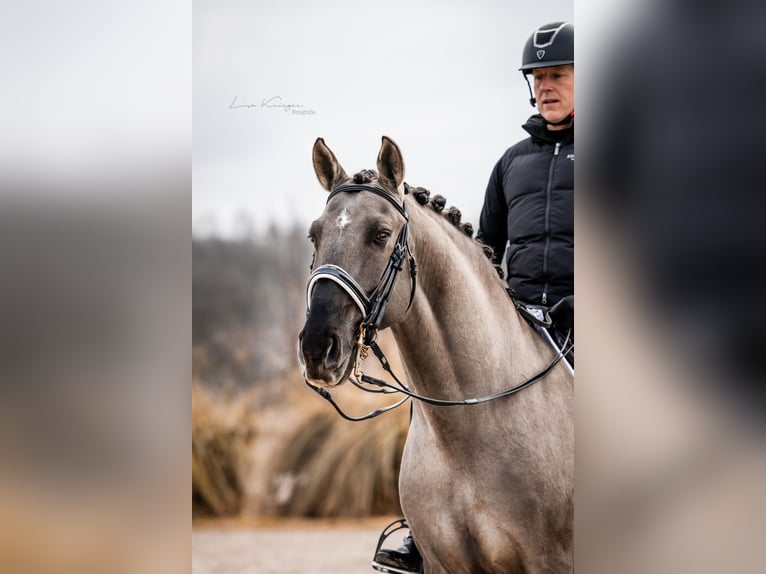 I-DON MALAGUENO Lusitanien Étalon Grullo in Mettmann