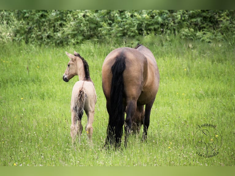 I-DON MALAGUENO Lusitano Hengst Grullo in Mettmann