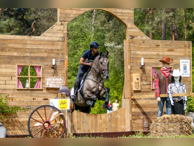 I-DON MALAGUENO Lusitano Hengst Grullo in Mettmann