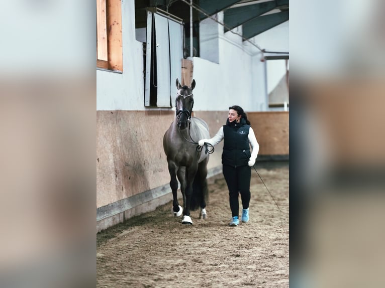 I-DON MALAGUENO Lusitano Hengst Grullo in Mettmann