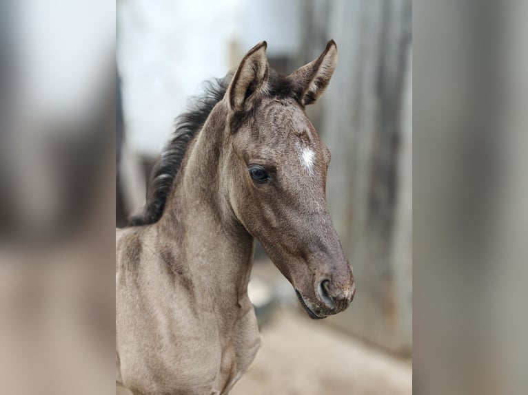 I-DON MALAGUENO Lusitano Stallion Grullo in Mettmann