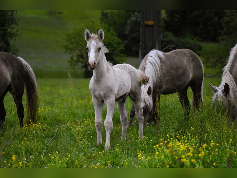 I-DON MALAGUENO Lusitano Stallion Grullo in Mettmann