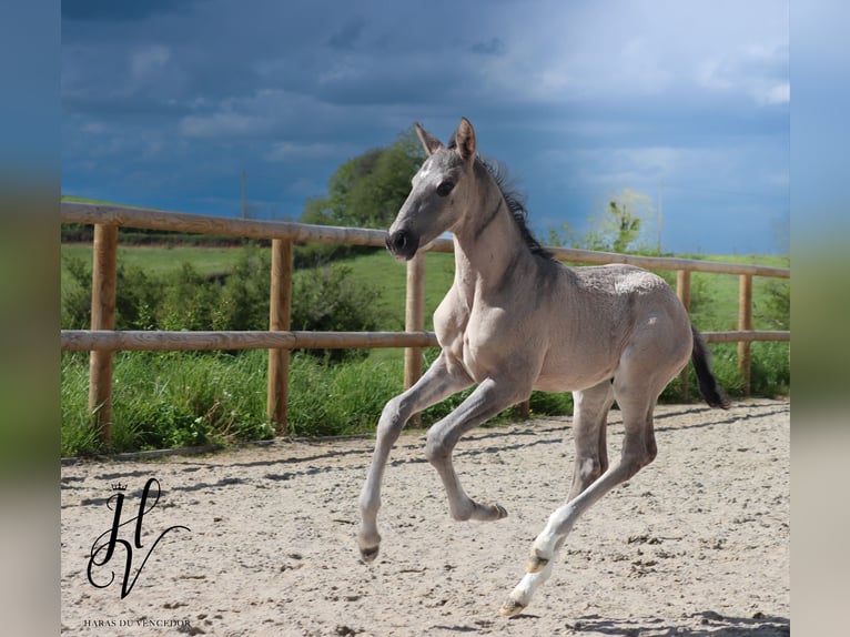 I-DON MALAGUENO Lusitano Stallion Grullo in Mettmann