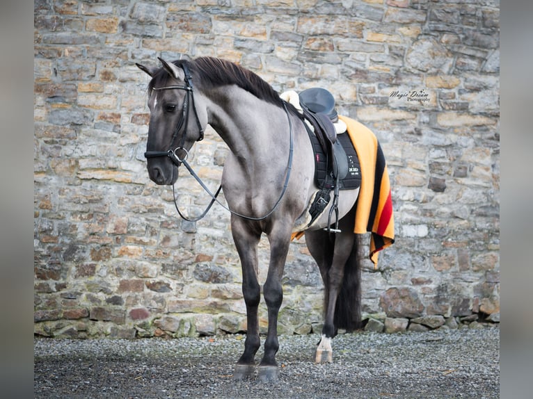 I-DON MALAGUENO Lusitano Stallion Grullo in Mettmann