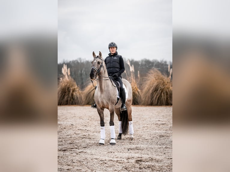 I-DON MALAGUENO Lusitano Stallion Grullo in Mettmann